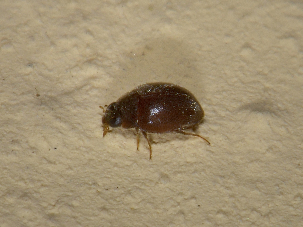 1,5 mm. di ....Coccinella? - Scymnus o... No, Stethorus pusillus